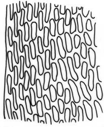 Lembophyllum clandestinum. Mid laminal cells at margin. Drawn from W.R. Buck 7049, CHR 412514 and K.W. Allison 2942, CHR 523703.
 Image: R.C. Wagstaff © 2008 British Bryological Society. Reprinted by permission of Informa UK Limited, trading Taylor & Francis Group, https://www.tandfonline.com on behalf of British Bryological Society. Reprinted by permission of Informa UK Limited, trading Taylor & Francis Group, https://www.tandfonline.com on behalf of British Bryological Society.